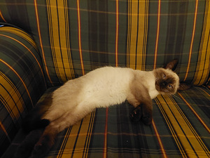 Puhtatõuline Siiamipoiss (2 foto / 2)
