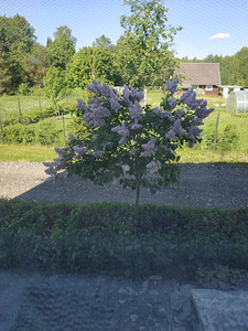 Pärna tn 1, Aegviidu, Anija vald, Harjumaa (10 фото из 10)