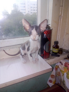 Котят донского сфинкса