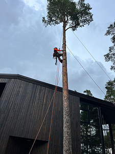 Arborist (1 foto / 1)