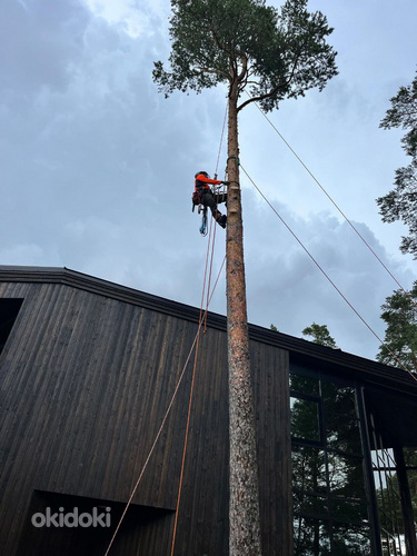Arborist