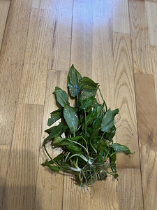 Akvaariumitaim Cryptocoryne (2 foto / 2)