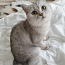 Британская кошечка в поисках котика (фото #1)