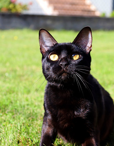 Haruldase värvi Bengali tüdruk Melanistic aretamiseks (4 foto / 6)