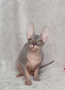 Don sphynx