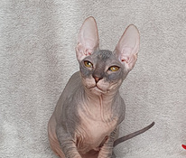 Don sphynx