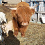 Lehm ja vasikas (foto #3)