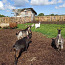 Домашние козы (фото #3)