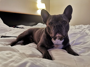 Prantsuse buldog otsib pruuti. (2 foto / 6)