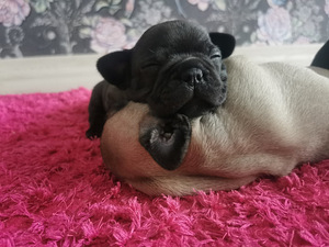 Prantsuse buldog otsib pruuti. (3 foto / 6)