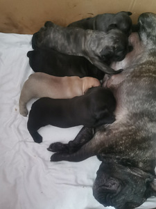 Prantsuse buldog otsib pruuti. (5 foto / 6)