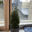 Christmas Taim / Plant (+ Free Pot) (foto #2)