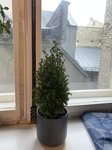 Christmas Taim / Plant (+ Free Pot) (2 foto / 2)