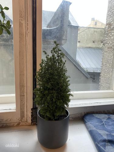 Christmas Taim / Plant (+ Free Pot) (foto #2)