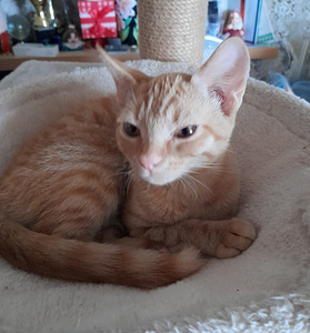 Рыжий котенок сфинкса (3 фото из 5)
