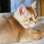 Золотой подрощенный котик (valokuva #3)