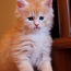 Котята Мейн-кун (фото #4)