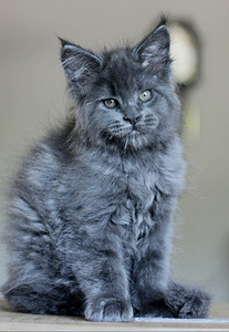 Котята мейн кун (2 фото из 5)