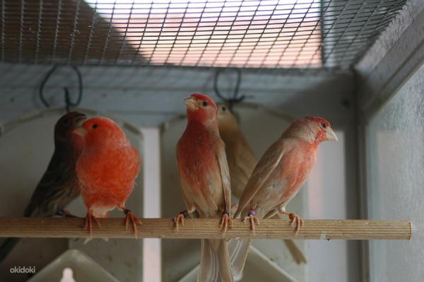 Linnud (foto #4)