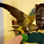 Kivine papagoi (foto #4)