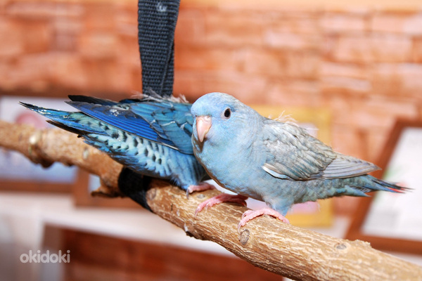 ВКонтакте желісіндегі орысша порно парақша Керемет порно суреттер