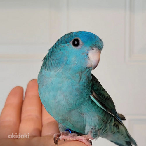 Олар писькидегі кішкентайларды трахает Садомасодағы семіз әйелдердің порно фотосуреттері