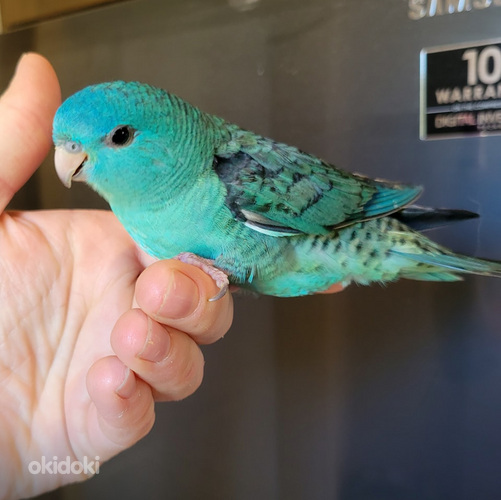 Письки волосатые зейнеткерлер попуга алады Письки волосатые зейнеткерлер попуга алады