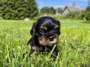 Cavalier King Charles Spanieli kutsikas (1 foto / 1)