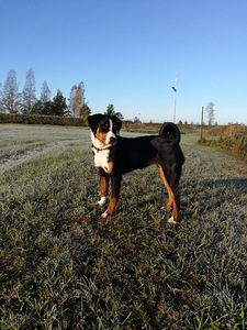 Appenzeller sennenhund (2 foto / 5)