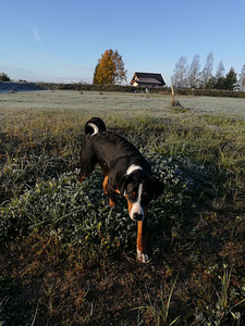 Appenzeller sennenhund (3 foto / 5)