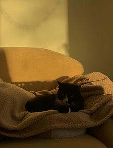 Кошка 17 лет (3 фото из 3)