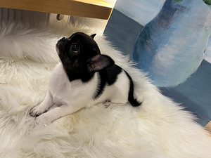 Чихуахуа (8 фото из 8)