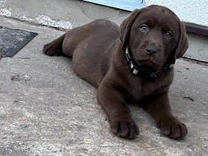 Labradori retriiver (3 foto / 10)