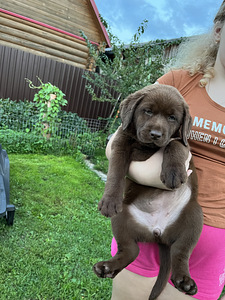 Labradori retriiver (10 foto / 10)