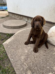 Labradori retriiver (5 foto / 9)
