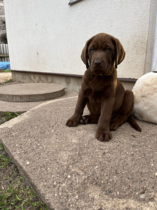 Labradori retriiver (8 foto / 9)
