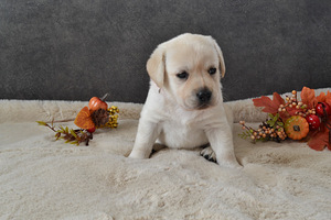 Labradori retriiver (1 foto / 10)