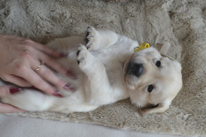 Labradori retriiver (7 foto / 10)