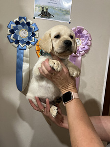 Labradori retriiver (4 foto / 10)