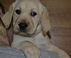 Labradori retriiver (9 foto / 10)