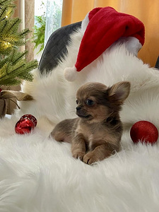Chihuahua (3 foto / 9)