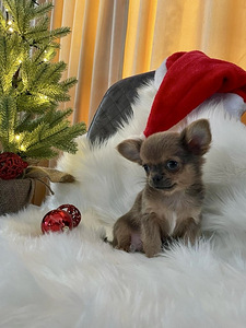 Chihuahua (8 foto / 9)