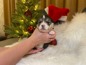 Walesi corgi pembroke (5 foto / 6)