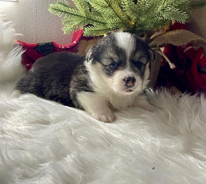 Walesi corgi pembroke (1 foto / 10)