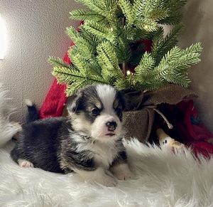 Walesi corgi pembroke (5 foto / 10)