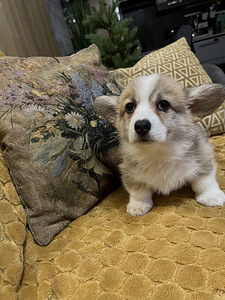 Walesi corgi pembroke (7 foto / 10)