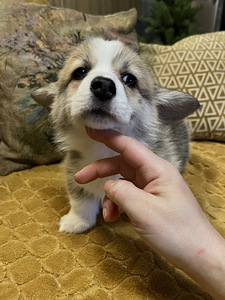 Walesi corgi pembroke (9 foto / 10)