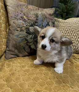 Walesi corgi pembroke (1 foto / 9)