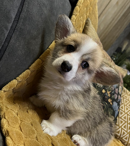 Walesi corgi pembroke (2 foto / 9)
