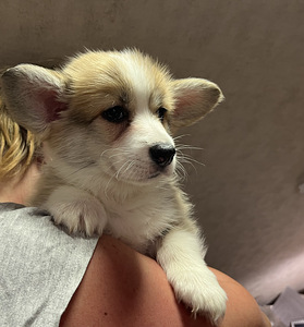 Walesi corgi pembroke (5 foto / 9)